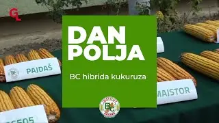 🌽 Novi BC hibridi kukuruza!