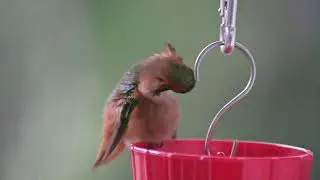 Mr. Plumps the Hummingbird grooming on our birdfeeder
