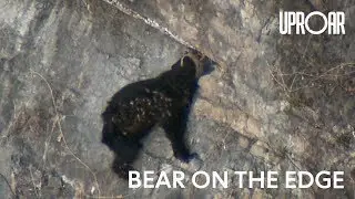 Spectacled Bears On The Edge