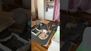 Bunny Flops 🐰🥹 #bunny #flop #newyork #wholesome #dailyvlog #cute #cozy #sweet #goodboy