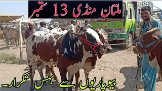 Multan mandi 13 september 2020 latest update khobsorat bachray kheray |Janwar mandi and information|