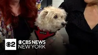 Furry Friend Finder: Ella