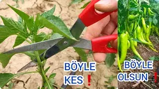 Acilen Kesin Atın❗ Biberde Y&uuml;ksek Verim İ&ccedil;in Doğru Budama Ve Bol Verimin Sırrı🌶Biberde Yaprak Kesimi