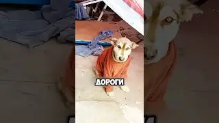 Необычный пёс 🐕🥹 #милыеживотные #животные