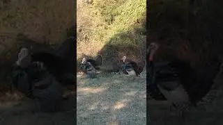 Turkeys at Host Engineering, Inc.