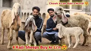 Alhumdullilah 4 Top Quality ki Kajli Sheeps Lay Li'n 😍 Chowk Azam Bakra Mandi 🥰