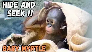 Orangutan Baby Hides Under A Sack!