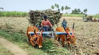 Bullock Cart heavy load riding \\ Cow videos // edlabandi Bull #cowvideos