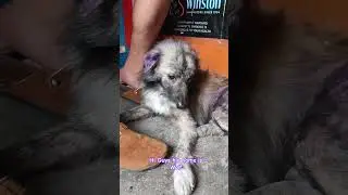 Познакомьтесь с Волком❤