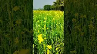Ghar kab Aaoge | #nature #villagerlifestyle #villagevlog #village #comedyshortvideo