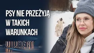 Kr&oacute;tki łańcuch, nieocieplona buda, zamarznięta woda w misce - tak żyją psy przy -15 | UWAGA! TVN