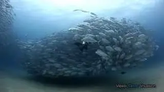 Big Eyes Trevallies Schooling in Cabo Pulmo