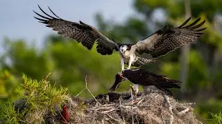 Day in a life of #osprey  - a short film on #osprey  catching fish, feeding their chicks