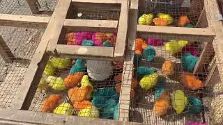 Day old chicks care colourful chick care Vlogs video amazing video colourful chick business