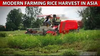 Asian Farming Just Got Serious | The Combine Harvester That's Winning