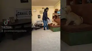 #training #for #trainers #caninecompanions