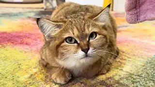 ГДЕ БАРХАННАЯ ГИБРИДНАЯ КОШКА И СИНГАПУРА?