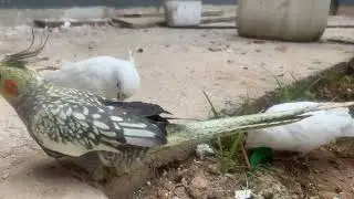 As minhas#calopcitas#estava#comendoas folhas do maracuj&aacute; 😱🦜