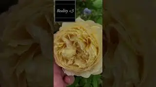Expectation vs Reality - Charles Darwin Rose