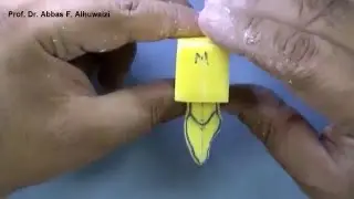 Carving the Maxillary Central Incisor Part 01