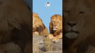 Asiatic Lions & African Lions | Asiatic lions vs African lions | Amrit Upadhyay | StudyIQ IAS Hindi
