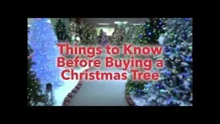 Things To Know Before Buying a Christmas Tree