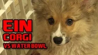 Ein The Puppy CORGI Vs The Water Bowl