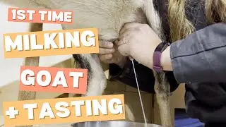 Milking Nubian Goat for First Time plus Goat Milk Taste Test