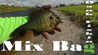 Bank Fishing at Harney Pond! Bluegill, Shellcracker, Tilapia & More on Light Tackle