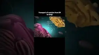 let's learn biology ll Transport of vesicles from ER to Golgi