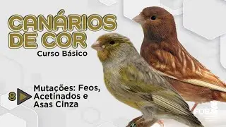 Aprenda sobre os canários Feos, Acetinados ou Asas Cinza – ep. 8 – mutações com regras próprias