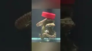 The 3 hearts of the octopus 🐙💓 #Animals #Curiosities