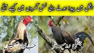 Jawa aseel murga ki pehchan | Sindhi jawa murga fight | Sindhi Jawa murga | Pure Jawa aseel | Ihsan