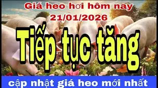 Gi&aacute; heo hơi h&ocirc;m nay 21/01/2026, Tiếp tục tăng cao//HD Breed TV