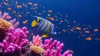Gentle Underwater Sounds with Serene Ocean Flow for Emotional Healing