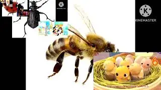 Preview 2 funny bee