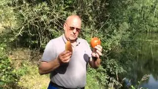 mainkarpfen Orakel Deutschland vs USA