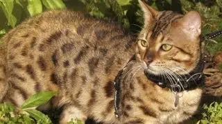 Ligers? Hybrid Cats Are Popular, Controversial Pet