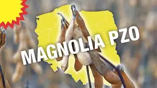Soja - poznaj odmianę Magnolia PZO
