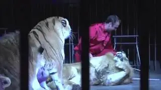 Manuel Farina Wild Cats Trainer 2013 leoni e tigri