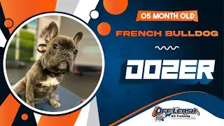 5mo French Bulldog (Dozer) Best dog trainers in Virginia 