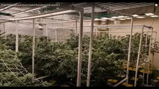 8 light RDWC new cycle Sunset sherbet Root Aphid battle episode 5