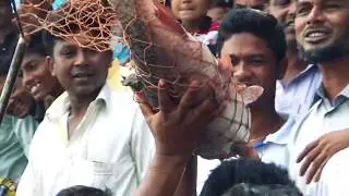 Big Rohu Fish Hunting Video By Fish Watching (10 kg)