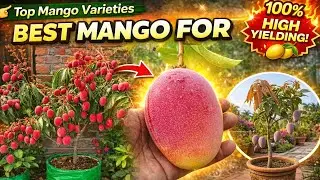Top 10 Best Hybrid Mango | Indian Hybrid Mango | इंडियन हाइब्रिड आम 