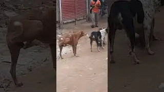 Street Dogs Bangladesh #pets #travel #dog