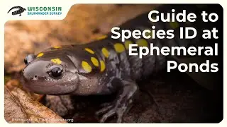 Species ID at Ephemeral Ponds / Vernal Pools - Wisconsin Salamander Survey Training Module