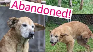 elderly dog with 3 legs running out of time gets second chance