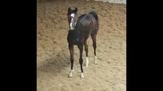Quadriga : Beautiful filly 2022 by Jameson RS2 out of Grand Prix dam line