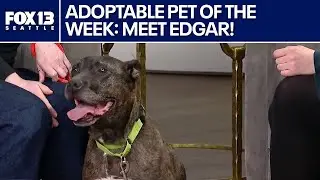 Pet of the Week: Edgar