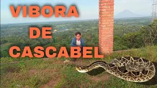 Serpiente Cascabel ( Crotalos simus ) 🐍